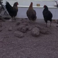 مرغ و خروس