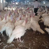 جوجه بوقلمون بیوتی۶فوق سنگین|حیوانات مزرعه|قزوین, |دیوار