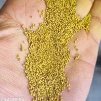 بدر یونجه پایه بلند آمریکایی