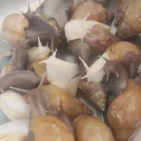 حلزون