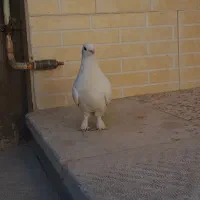 کبوتر پاپر