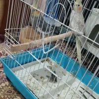 عروس پرنده