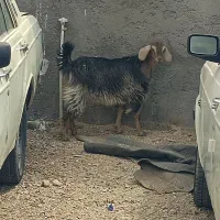 گوسفند(شنک‌ماده)