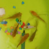 ماهی|ماهی|اصفهان, ناصرخسرو|دیوار