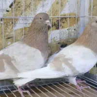 نروماده زردی 2خط اصل شمرون