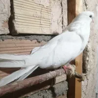 سفید ماده