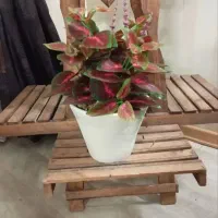 گلدان حسن یوسف