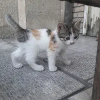 واگذاری بچه گربه