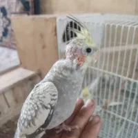عروس هلندی جوجه دستی