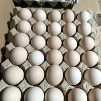 تخم مرغ محلی از مرغداری تازه و ارگانیک قیمت مناسب