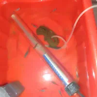 ماهی گوپی بلو مسکو