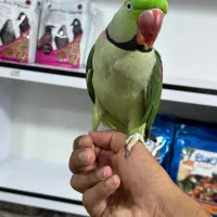 شاه طوطی سخنگو جوجه شاه طوطی جفت مولد جوجه ملنگو