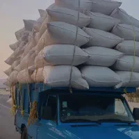 کاه دیم