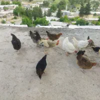مرغ خروس|حیوانات مزرعه|سی‌سخت, |دیوار
