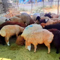 گوسفند خونی برای مجالسات ومراسمات