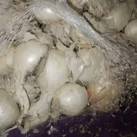 مقداری پیاز محلی برای فروش