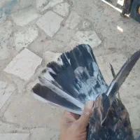 کبوتر سرور