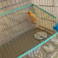 قناری و فنج مصری مولد و عروس سرلاکی موجوده