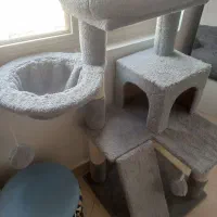 گربهDLH|گربه|کهریزک, |دیوار