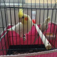 عروس هلندی نر و ماده