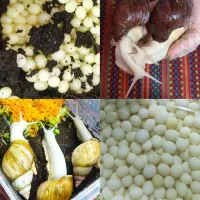 خاویار حلزون آچاتیناوالبینو آرایشی ضدپیری وجوانساز