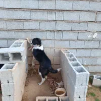 توله قدر جونی