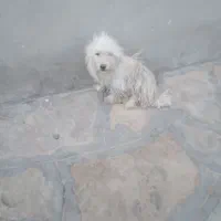 سگ خارجی نر و ماده