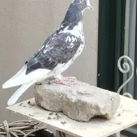 کفتر تهرانی نر درشت پرشی