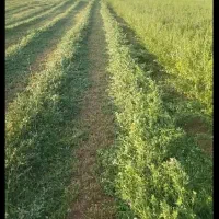 یونجه پرس و کوبیده