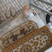 با درود،یه گربه مادرخونگی با دوتا بچه گربه هردو نر