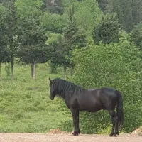 ۸ راس اسب سر حال و قبراق