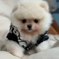 طرح ولنتاین تخفیف ویژه پامر هم موجوده خرسی