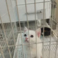 بچه گربه بیریتیش