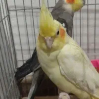 عروس هلندی مولد جفت  درشت هیکل