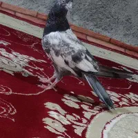 کبوتر|پرنده|ایرانشهر, |دیوار