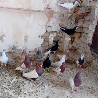 کبوتر پرنده