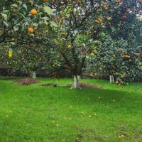 باغبان نگهبان دایمی
