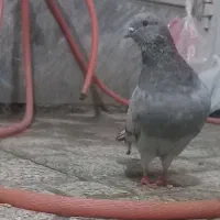 دو جفت کفتر