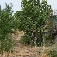 1000متر-زمین-روستا-کاشان-تو