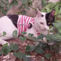 گربه نر