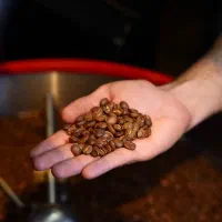 عمده فروشی قهوه