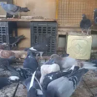پلاکی