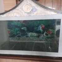 آکواریوم کلبه ای سالم وآماده به کار