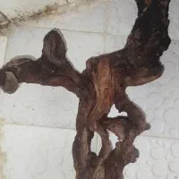چوب آبنوس