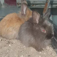 بچه خرگوش لُپ