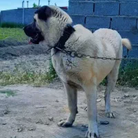توله سگ