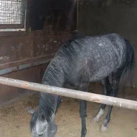 اسب نریون سه ساله