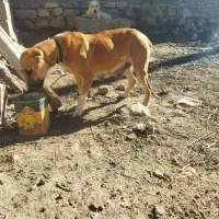 خراسانی