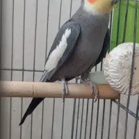 عروس هلندی سینامون با جوجه