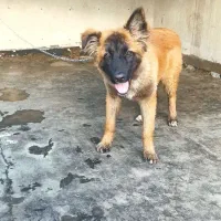 توله سگ نر دورگه
